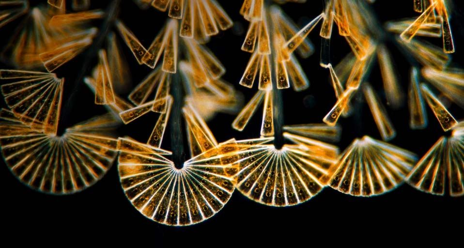 Licmophora flabellata, a type of sessile diatom, at a magnification of 100