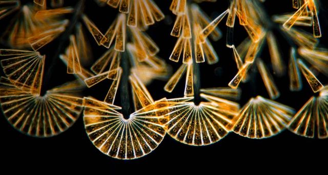 Licmophora flabellata, a type of sessile diatom, at a magnification of 100