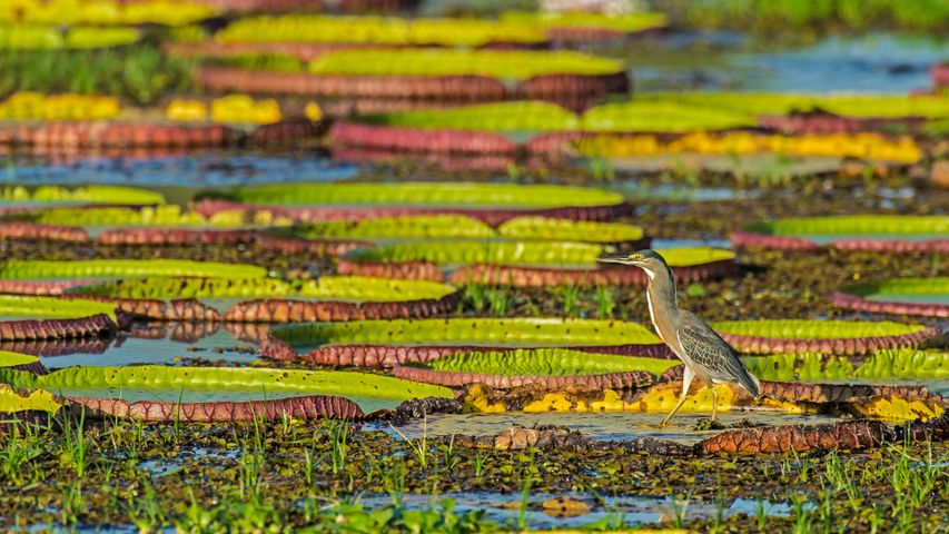 Striated heron on a Victoria water lily, Pantanal, Brazil