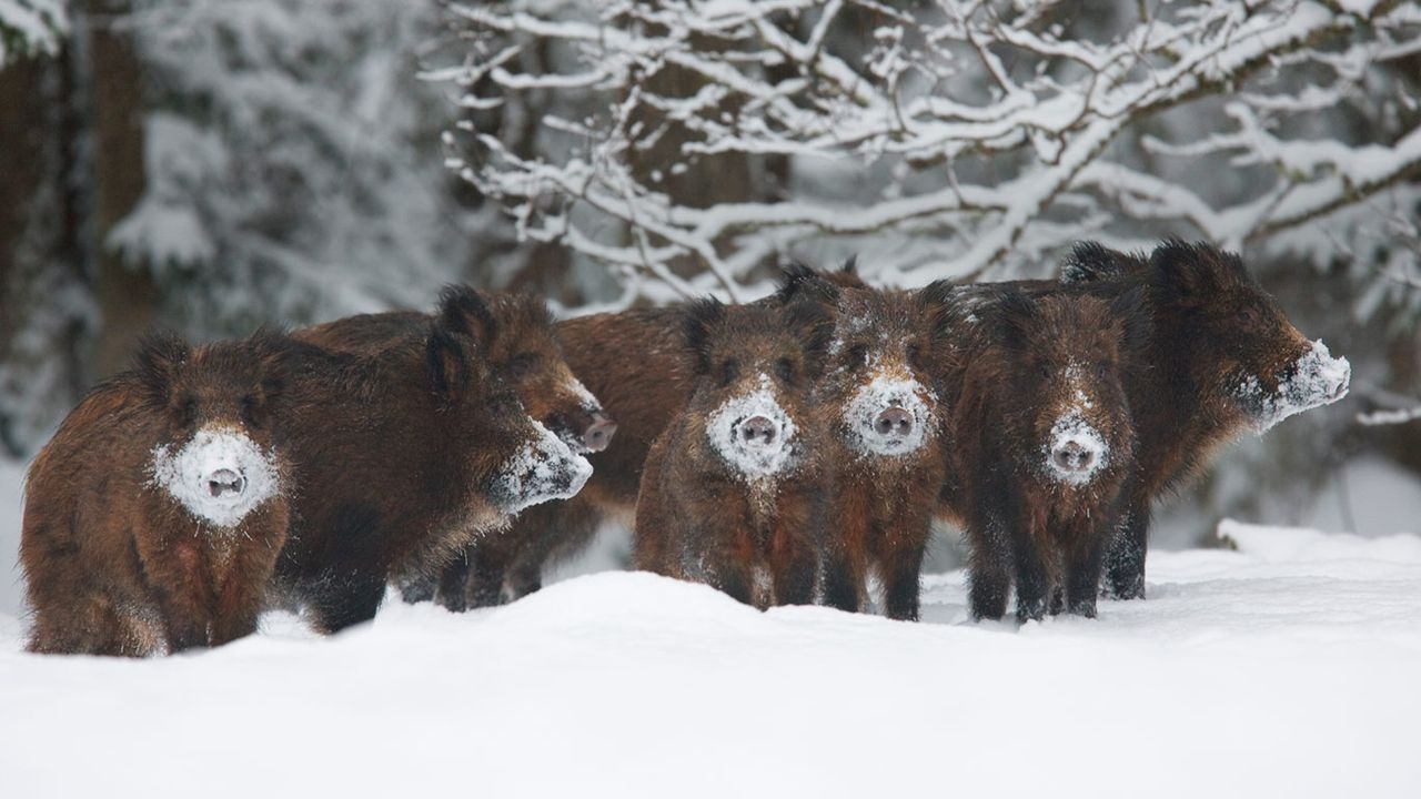 Wild boar herd, Alam-Pedja Nature Reserve, Estonia
