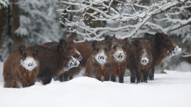 Wild boar herd, Alam-Pedja Nature Reserve, Estonia
