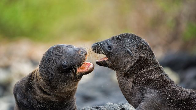 Otarie des Galápagos, Ile Santiago, Equateur