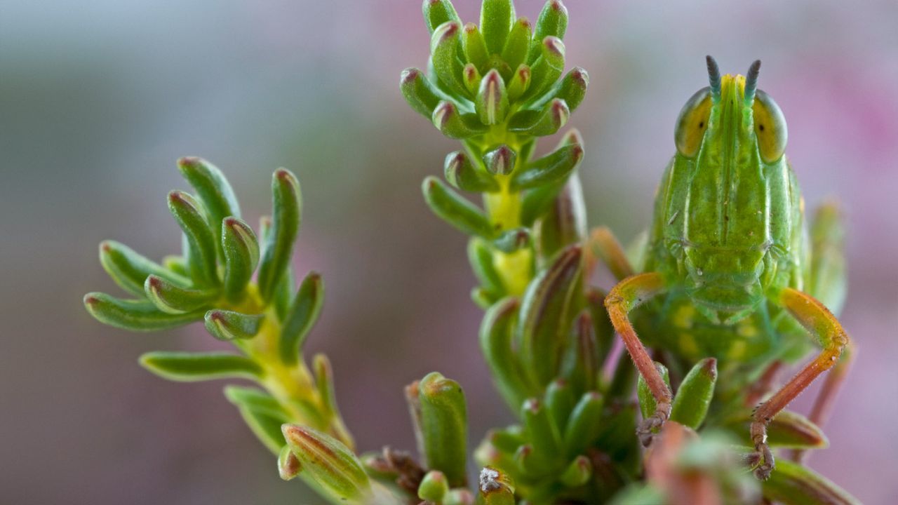 Grasshopper hides out on Jonaskop, a mountain in South Africa