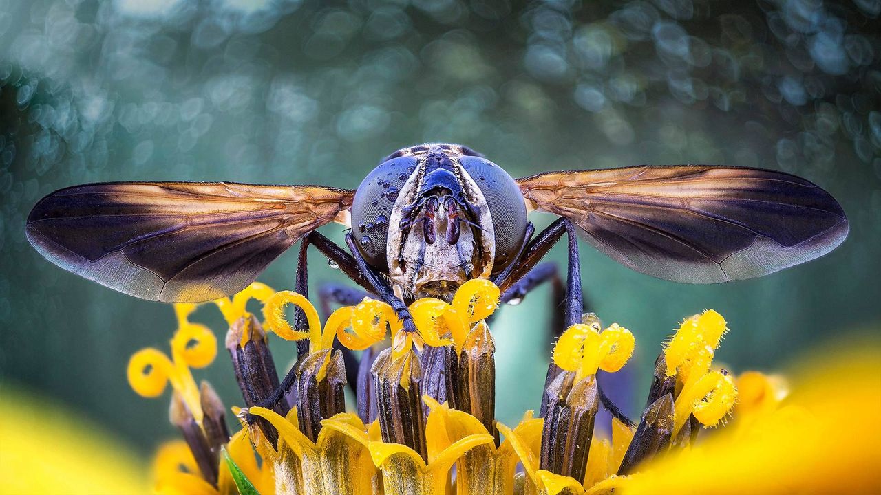Nahaufnahme einer Fliege in den Staubblättern einer Blüte 