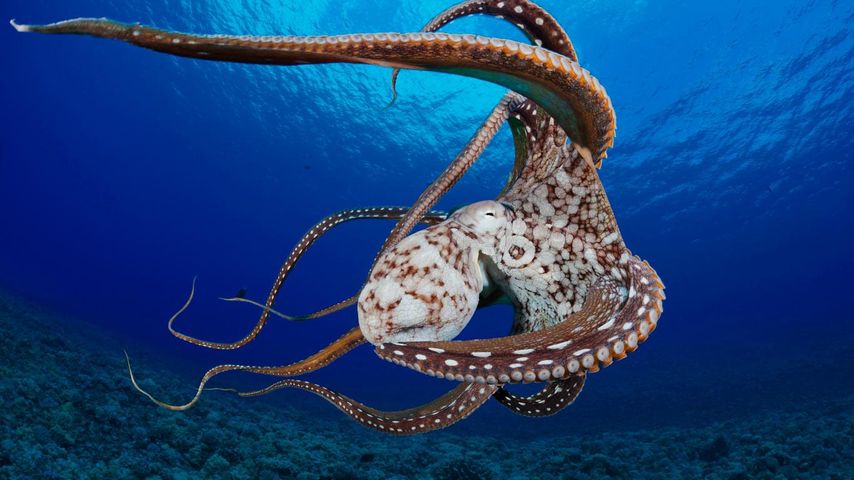 Day octopus (Octopus cyanea) in the water near Lanai, Hawaii