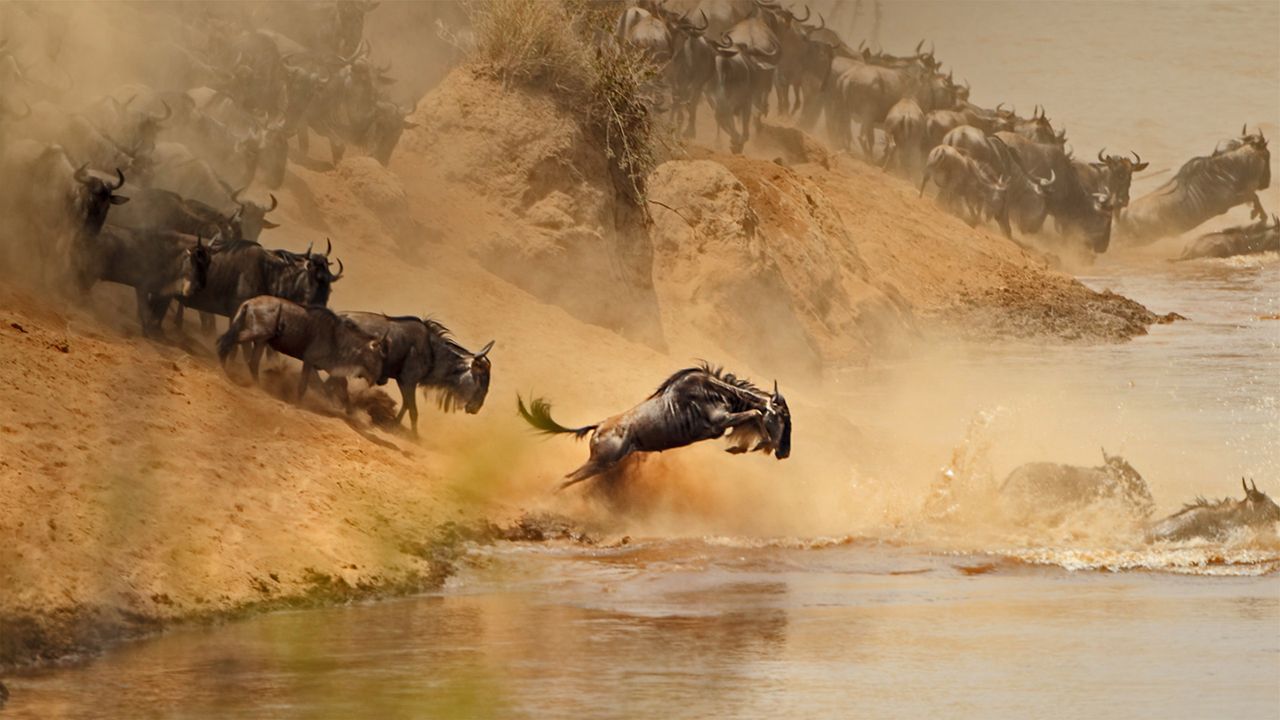 Streifengnus bei der Überquerung des Mara River zwischen Kenia and Tansania