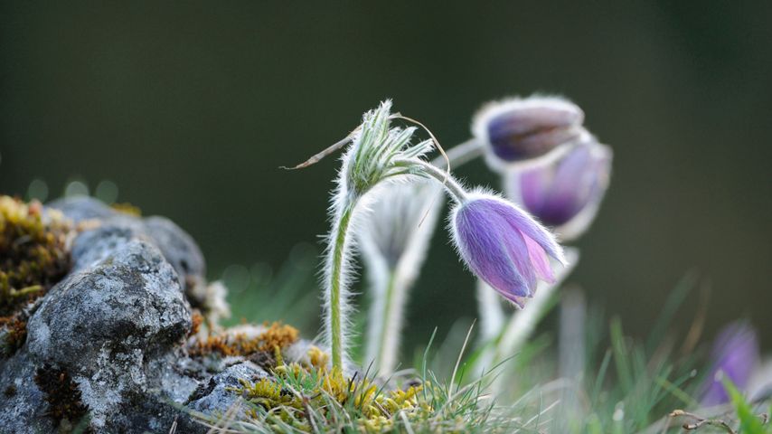 Pasque flower, Upper Palatinate, Bavaria, Germany
