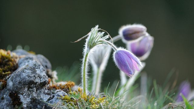 Gewöhnliche Kuhschelle (Pulsatilla vulgaris) zu Frühlingsbeginn, Oberpfalz, Bayern
