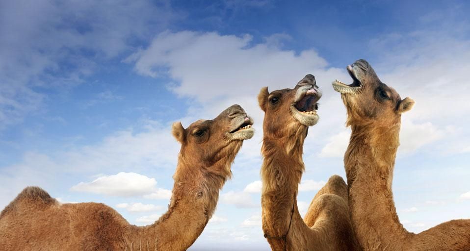 Camels braying at the Pushkar Camel Festival, Pushkar, Rajasthan, India