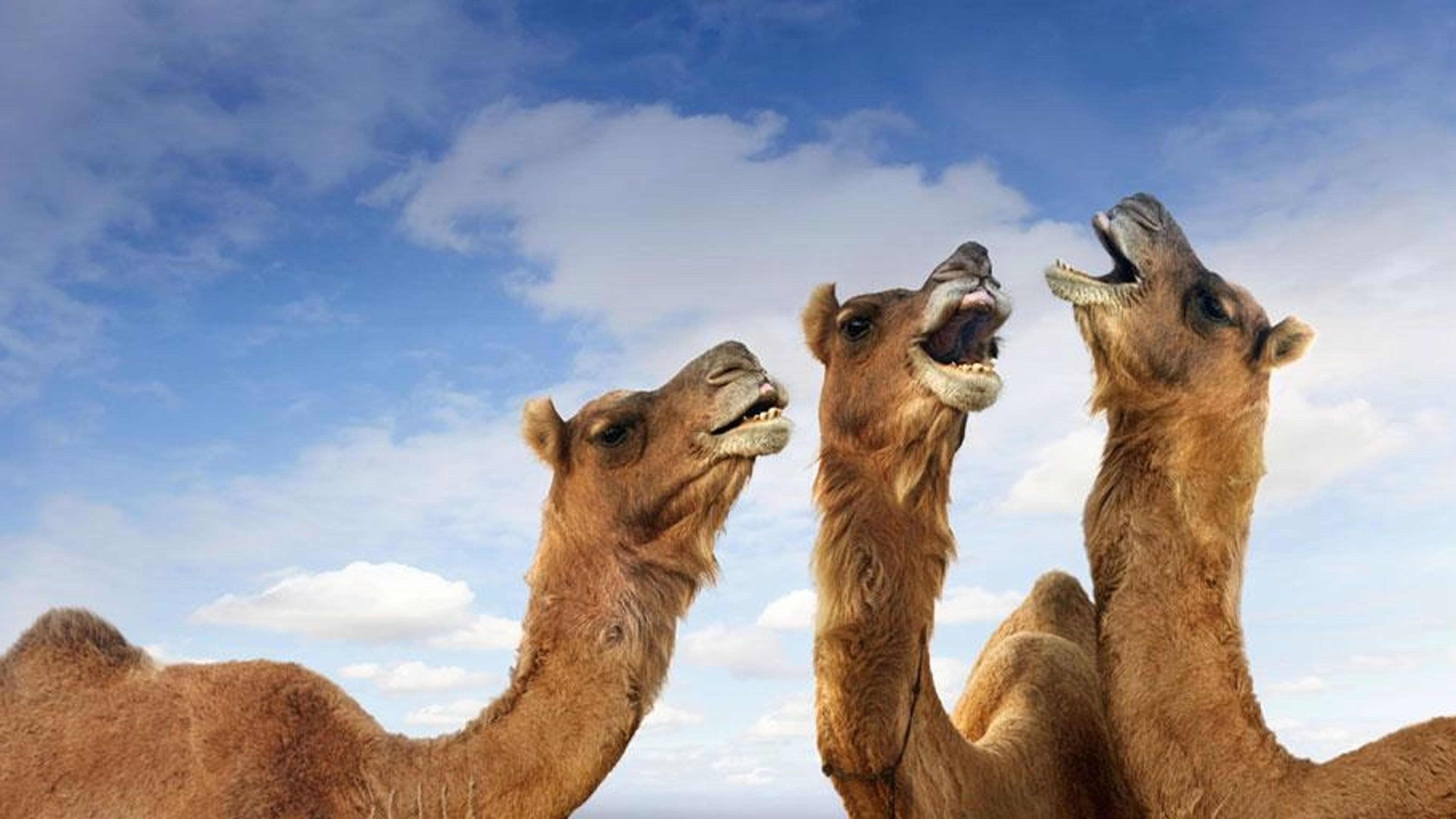 プシュカルのラクダ祭り｣インド, ラジャスタン州 - Bing Gallery