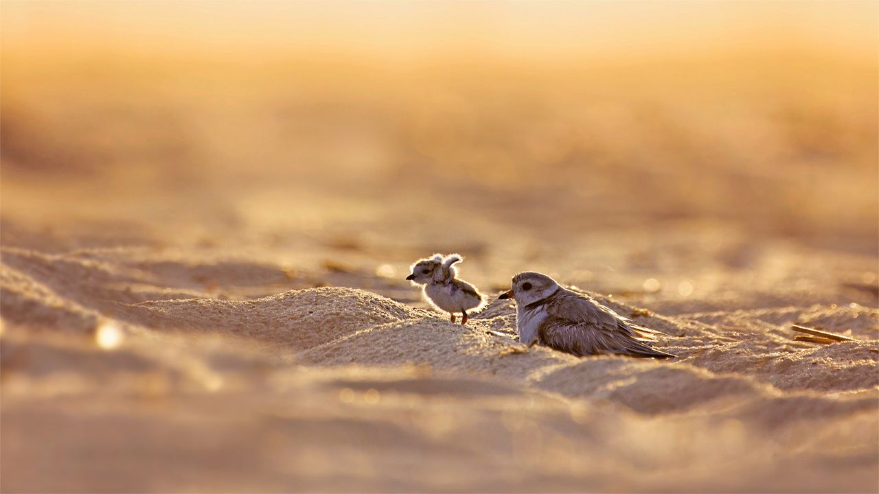 Pluvier siffleur et son poussin, Jones Beach Island, New York