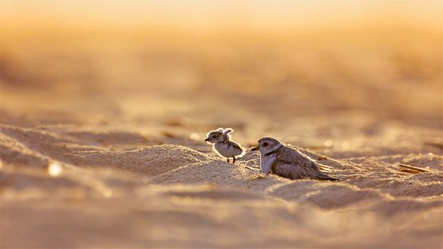 Pluvier siffleur et son poussin, Jones Beach Island, New York