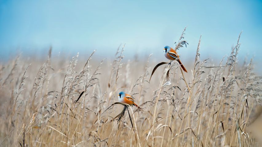 荷兰弗莱福兰湿地的文须雀