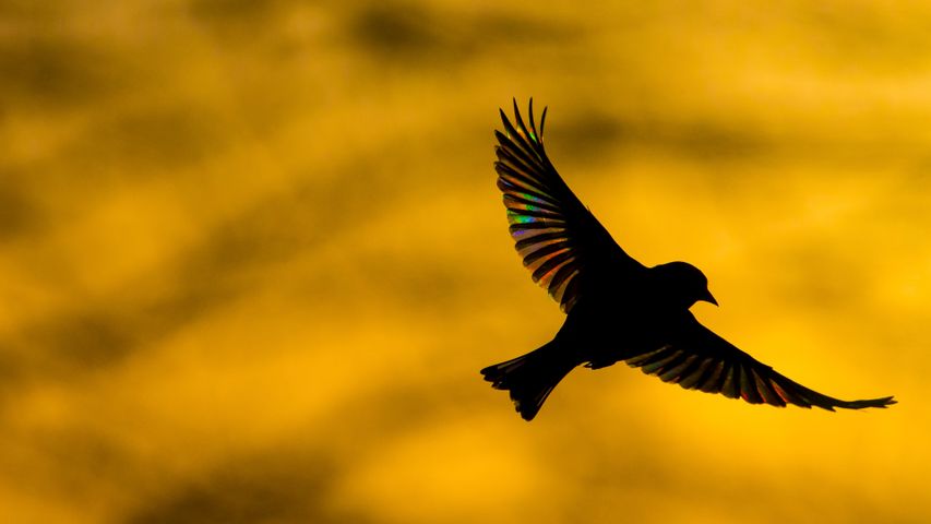 A greenfinch flying at dawn in Monmouthshire, Wales