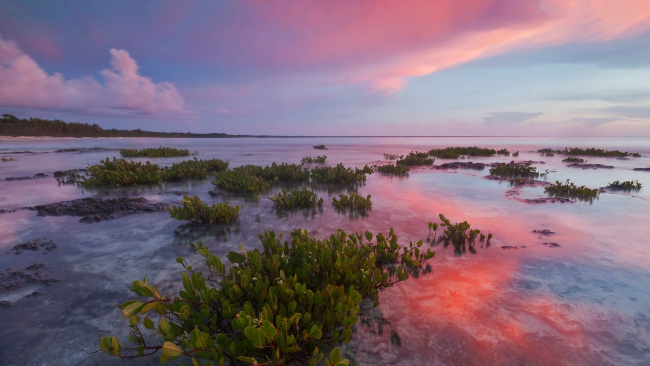 Mangue vermelho no Parque Nacional de Guanahacabibes, em Cuba