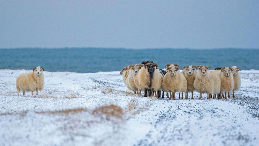Ovejas islandesas esperando la llegada de los duendes