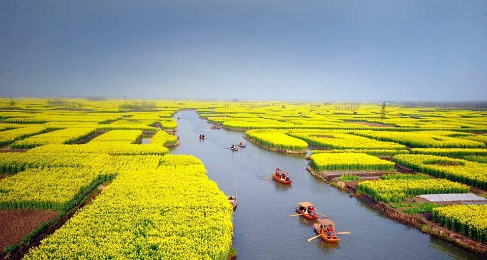 Tourists take boats as they visit an expanse of flowering cole fields ...