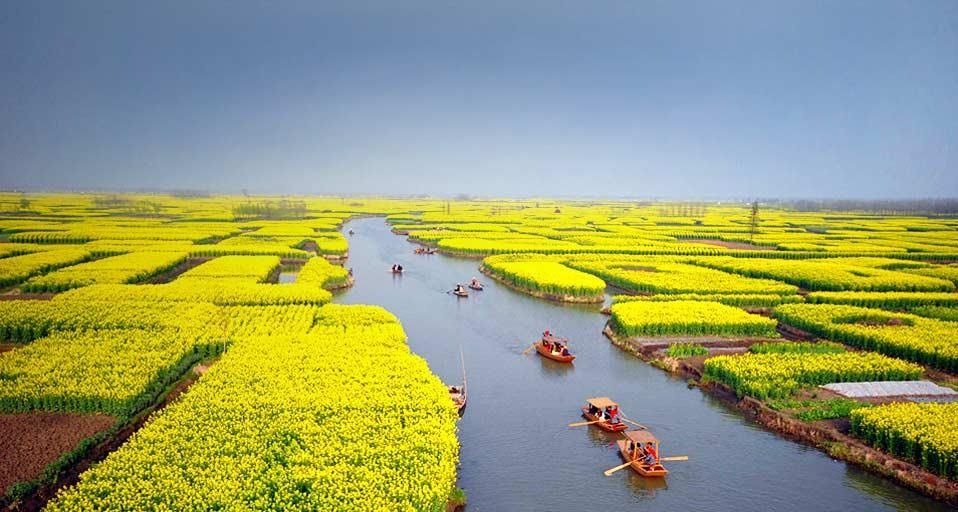 Touristen nehmen Boote, um einen Teil der blühenden Rapsfelder zu besuchen. Nahe der Stadt Xinghua, im Osten der Provinz Jiangsu, Volksrepublik China