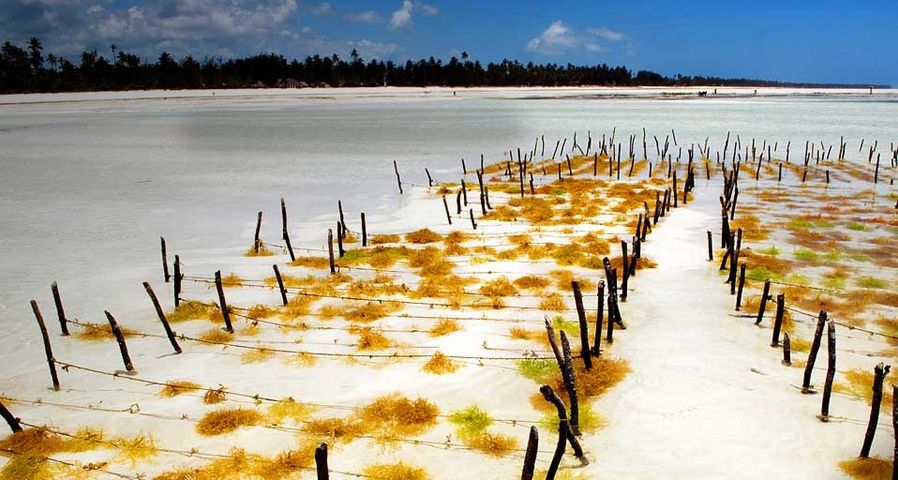 Seaweed farming near Paje on the island of Unguja, Tanzania-- Ariadne Van Zandbergen/Photolibrary