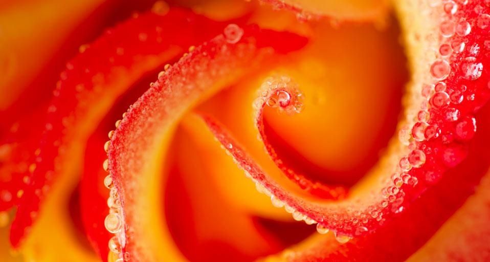 Close-up of raindrops on a Madame A. Meilland “Peace” rose