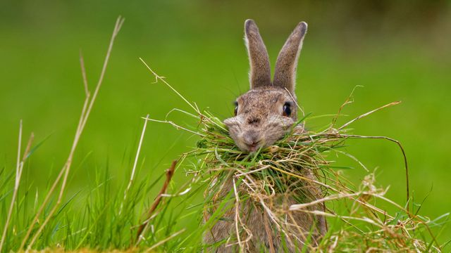 「巣作りをするウサギ」イギリス, シェフィールド