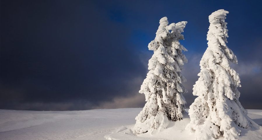 Schneebedeckte Tannenbäume im Bayrischen Wald – Radius/Superstock ©