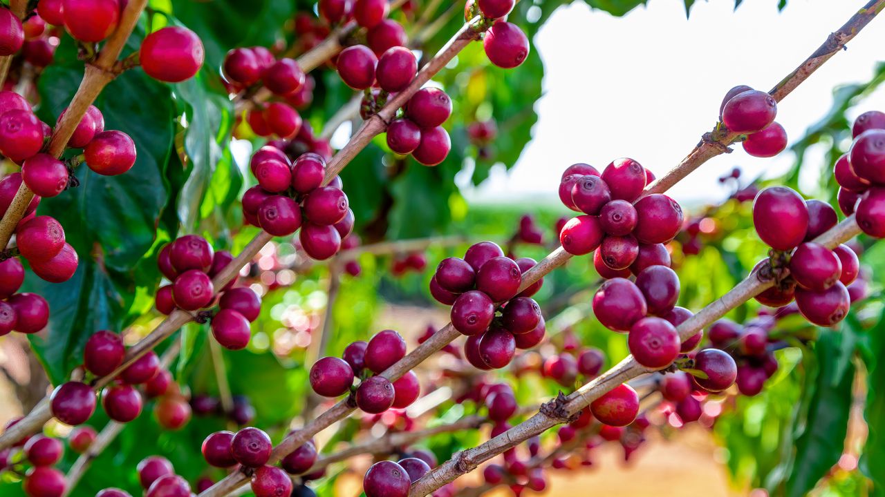 Frutos de café em fazenda no Brasil