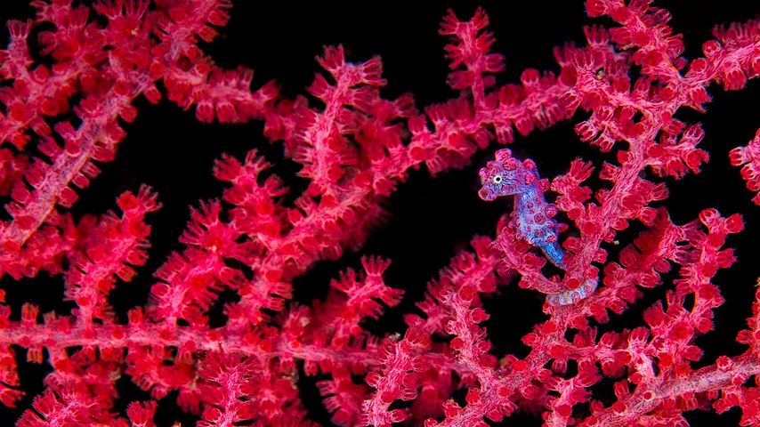 A pygmy seahorse hiding in a sea fan 