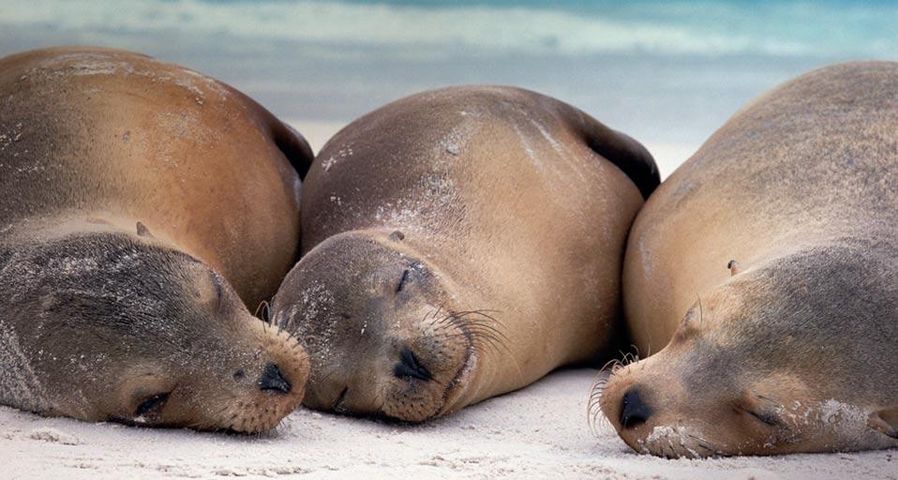 Galápagos sea lions rest on Española Island in the Galápagos Islands, Ecuador