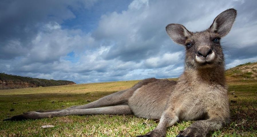 Kangourou géant dans le parc national Murramarang, Nouvelle-Galles du Sud, Australie