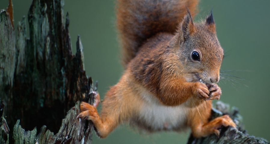 A red squirrel balancing on a tree in Nord-Trondelag County, Norway