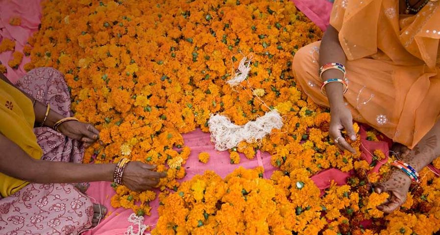 Women use yellow marigolds to make flower necklaces at the Tripolia Bazaar in Jaipur, Rajasthan, India – Douglas Pearson/Corbis ©