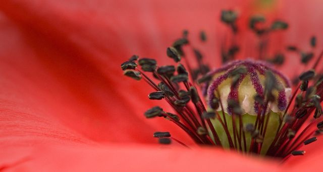 Nahaufnahme einer Mohnblume