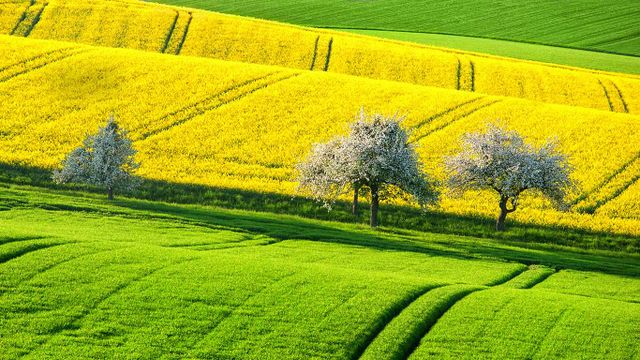 Green and yellow canola fields in spring