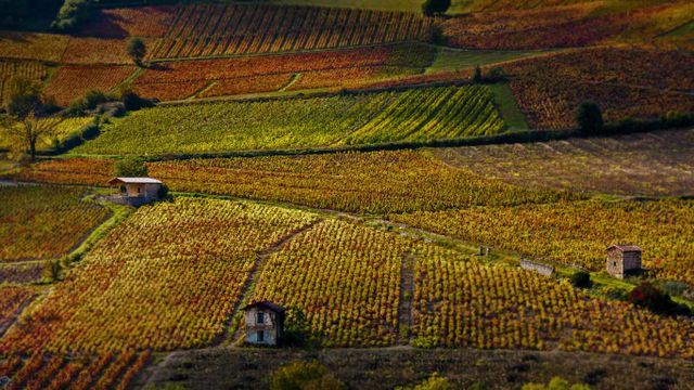 Vineyards near Beaujeu, Rhône, France