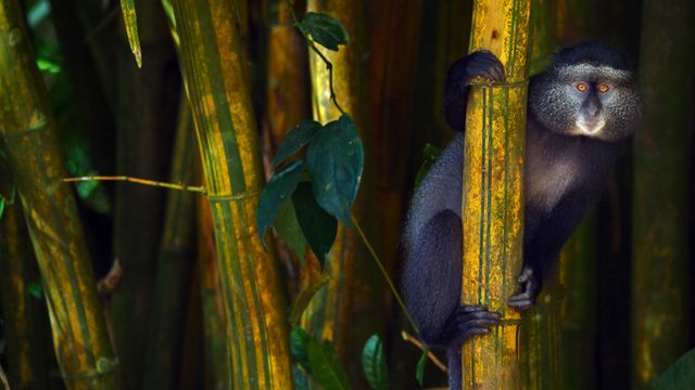 Blue monkey in the Kakamega Forest Reserve, Kenya