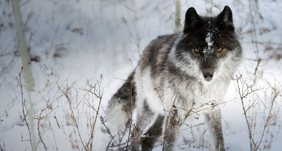 雪の中のオオカミ｣ - Bing Gallery