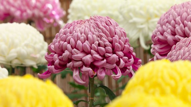 「菊の花」東京都, 調布市