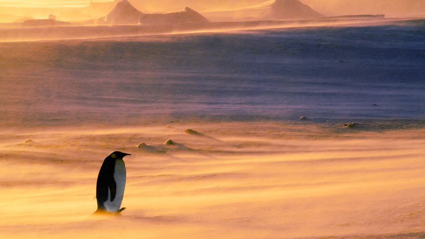 南极洲威德尔海，帝企鹅在暴风雪中