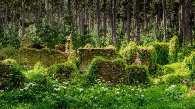 Remnants of buildings in forest, Fleurieu Peninsula, South Australia 