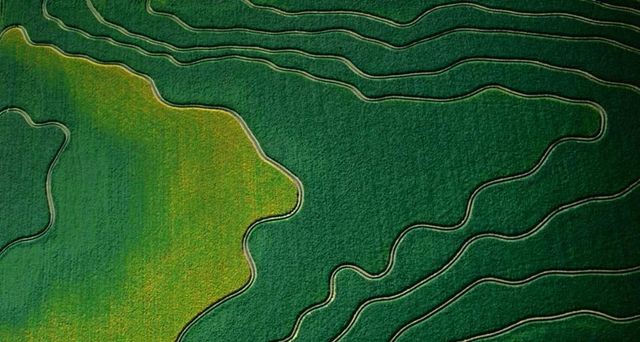 Aerial view of cultivated fields in Arizona