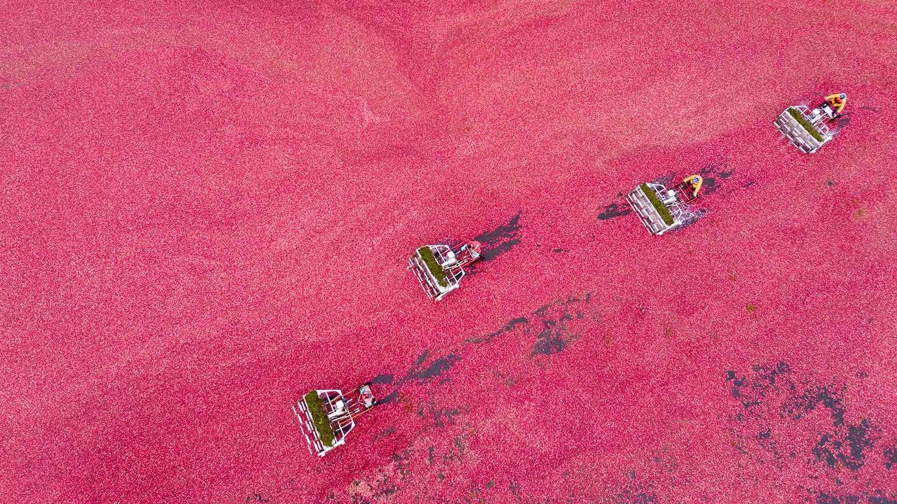Cranberry harvest seen from a drone, Vancouver