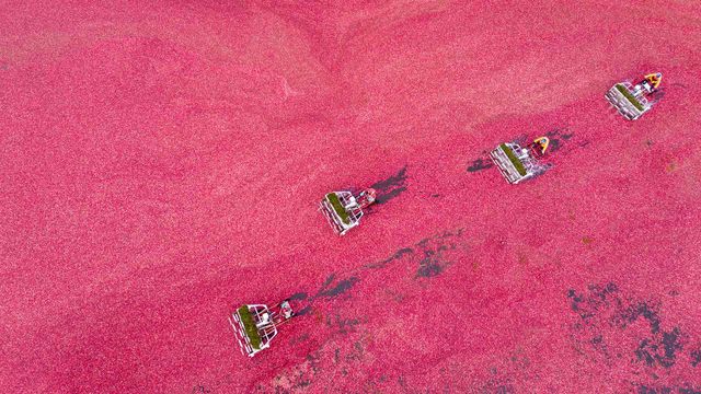 Cranberry harvest seen from a drone, Vancouver