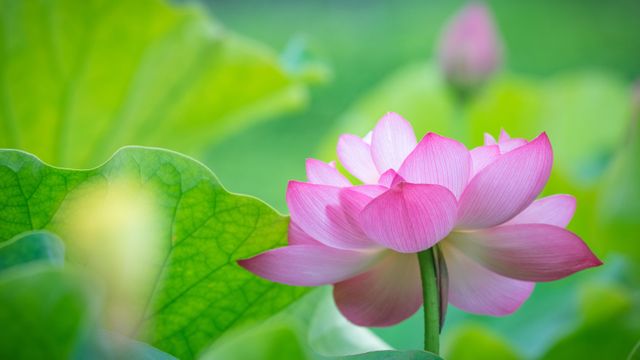 蓮の花