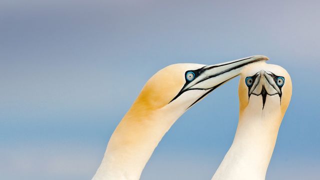 Northern gannets on the Saltee Islands, Ireland