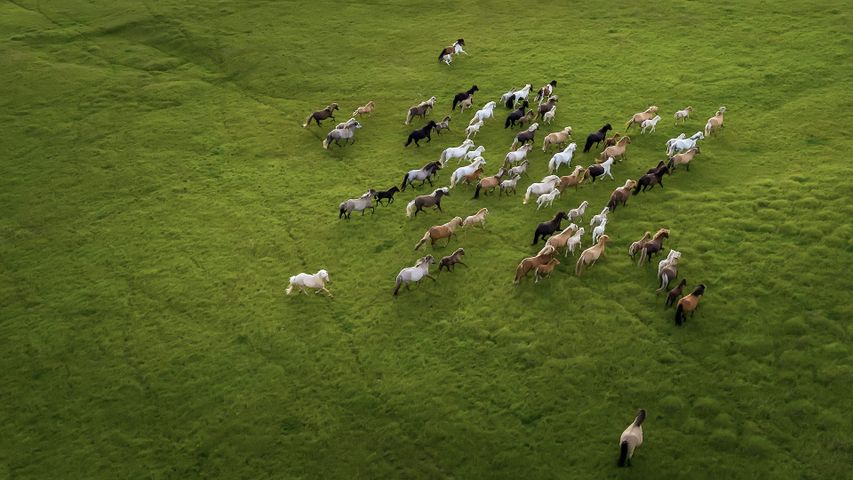 Don't call them ponies