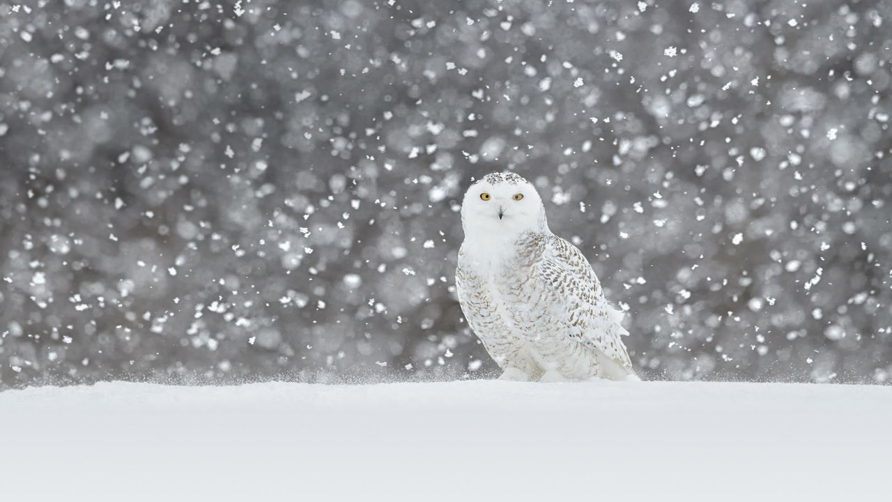 イッタラ　シロフクロウ　 Snowy owl シロフクロウ｣ - Bing Gallery · Peapix