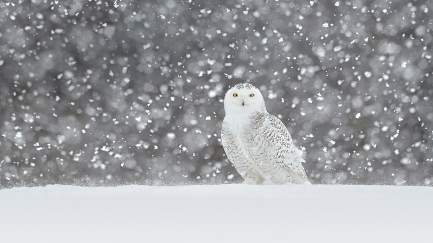 一只在雪中驻立的雪鸮