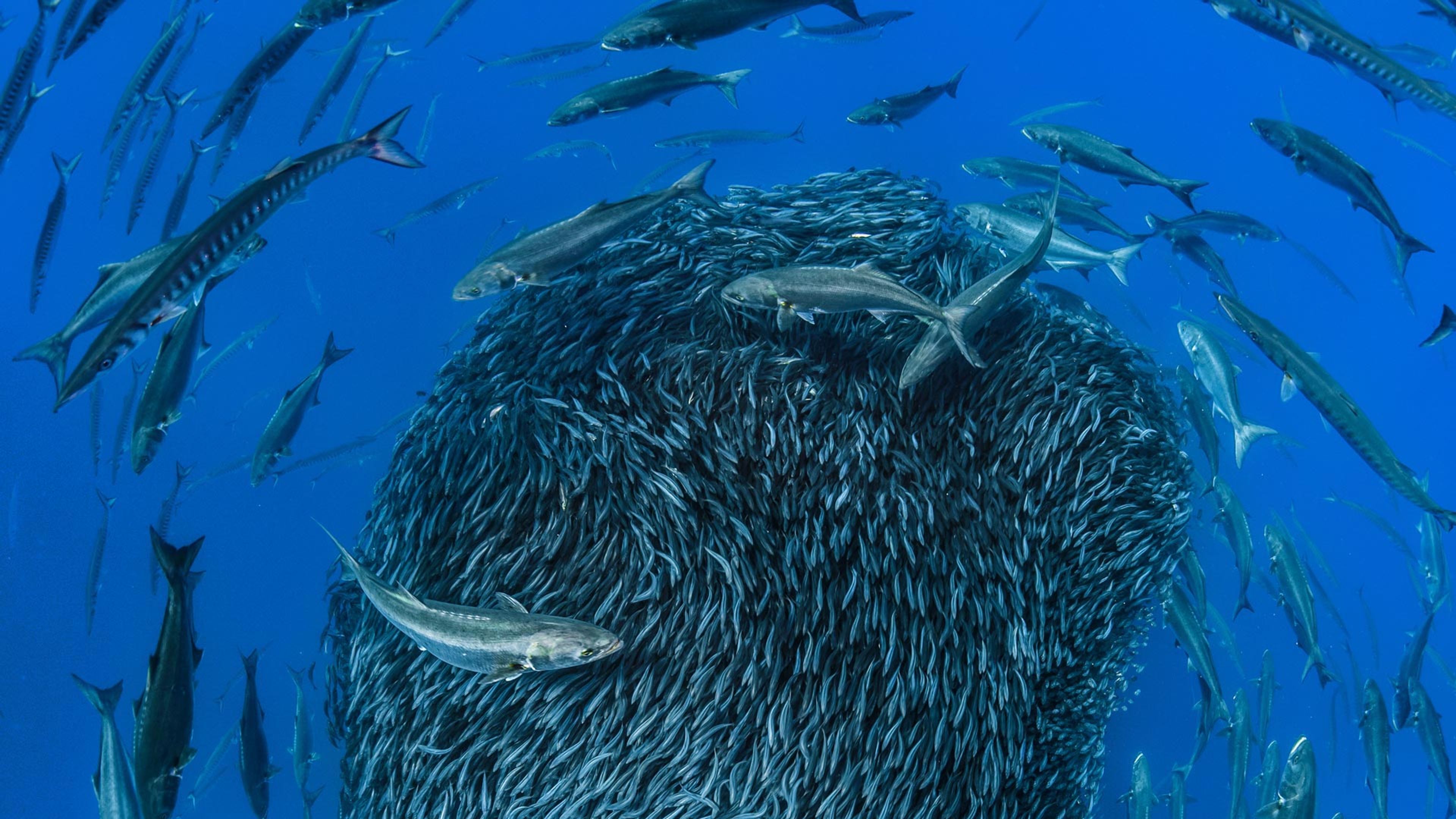European barracuda and bluefish circling a bait ball of Atlantic