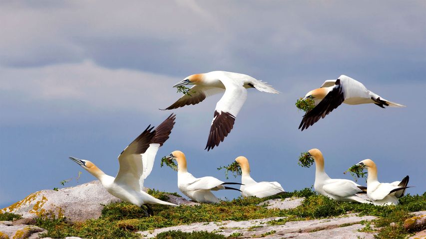 Fous de Bassan sur la Great Saltee Island, Irlande